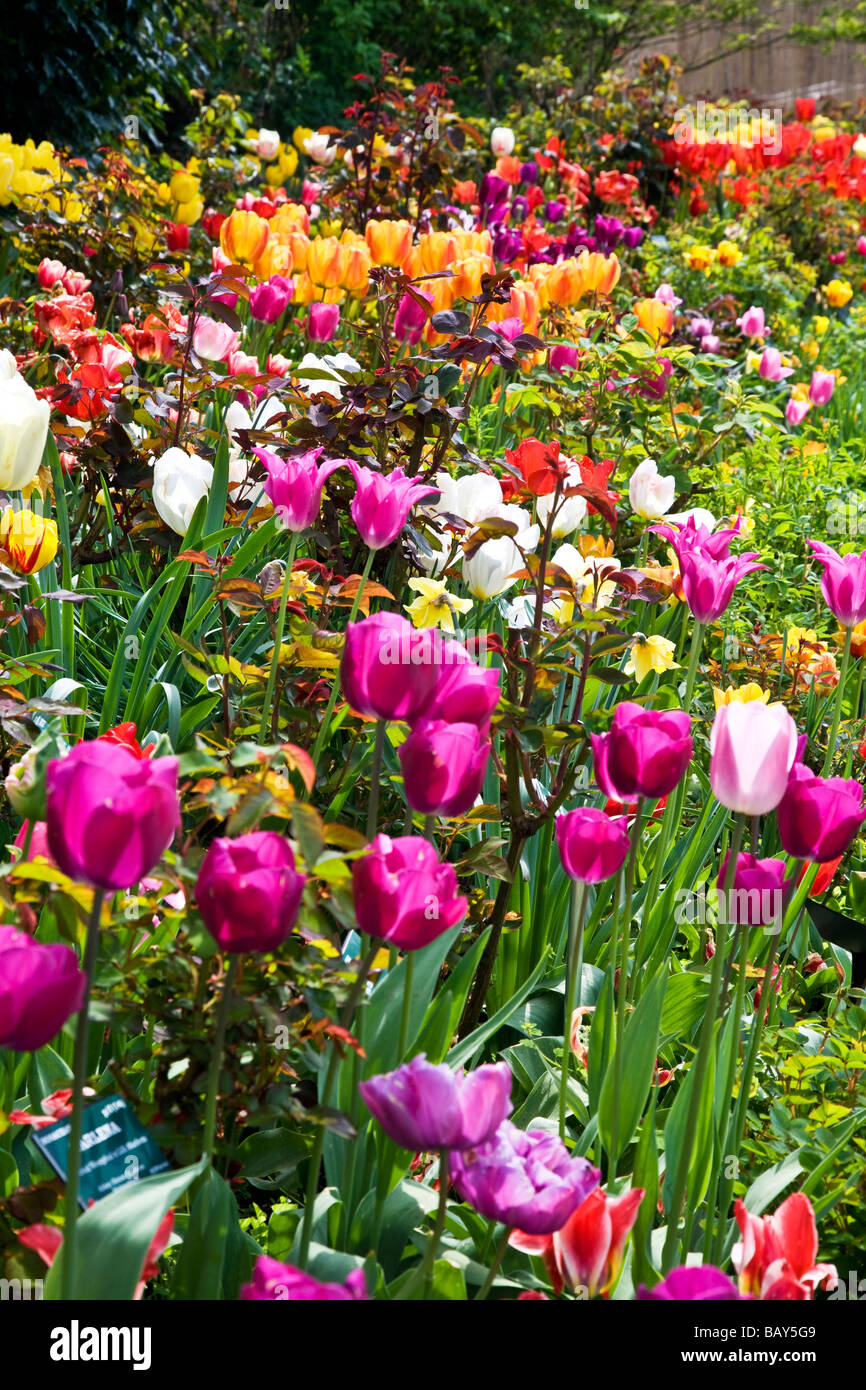 Viele verschiedene Sorten von bunten Tulpen in eine Grenze bei Abbey House Gärten Malmesbury Wiltshire England UK Stockfoto