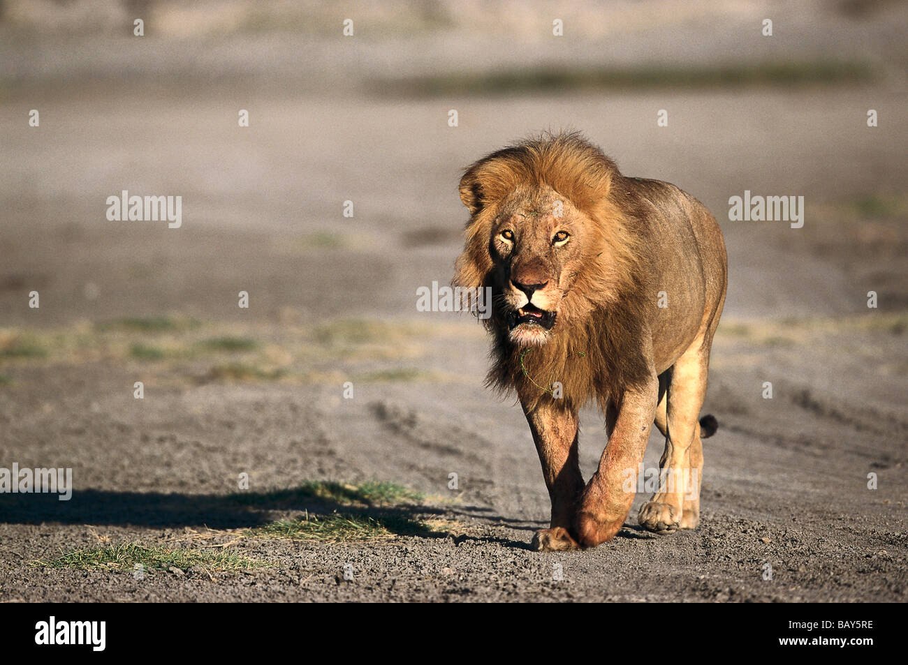 Männlicher Löwe Wandern, Serengeti Nationalpark, Tansania Stockfoto