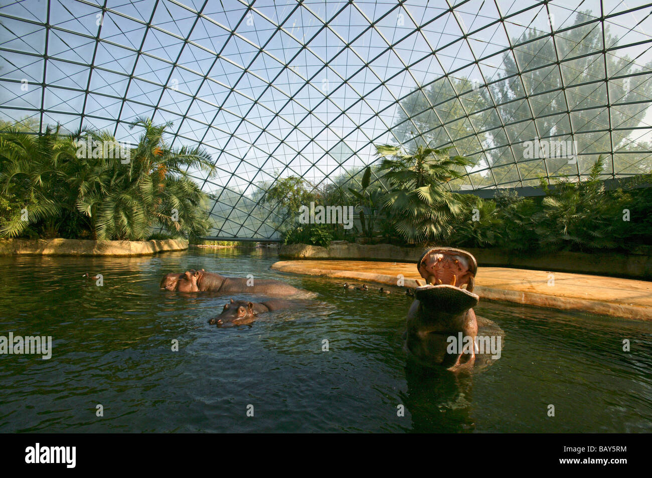 Nilpferd-Haus, Berlin Zoo, Berlin Deutschland Stockfoto