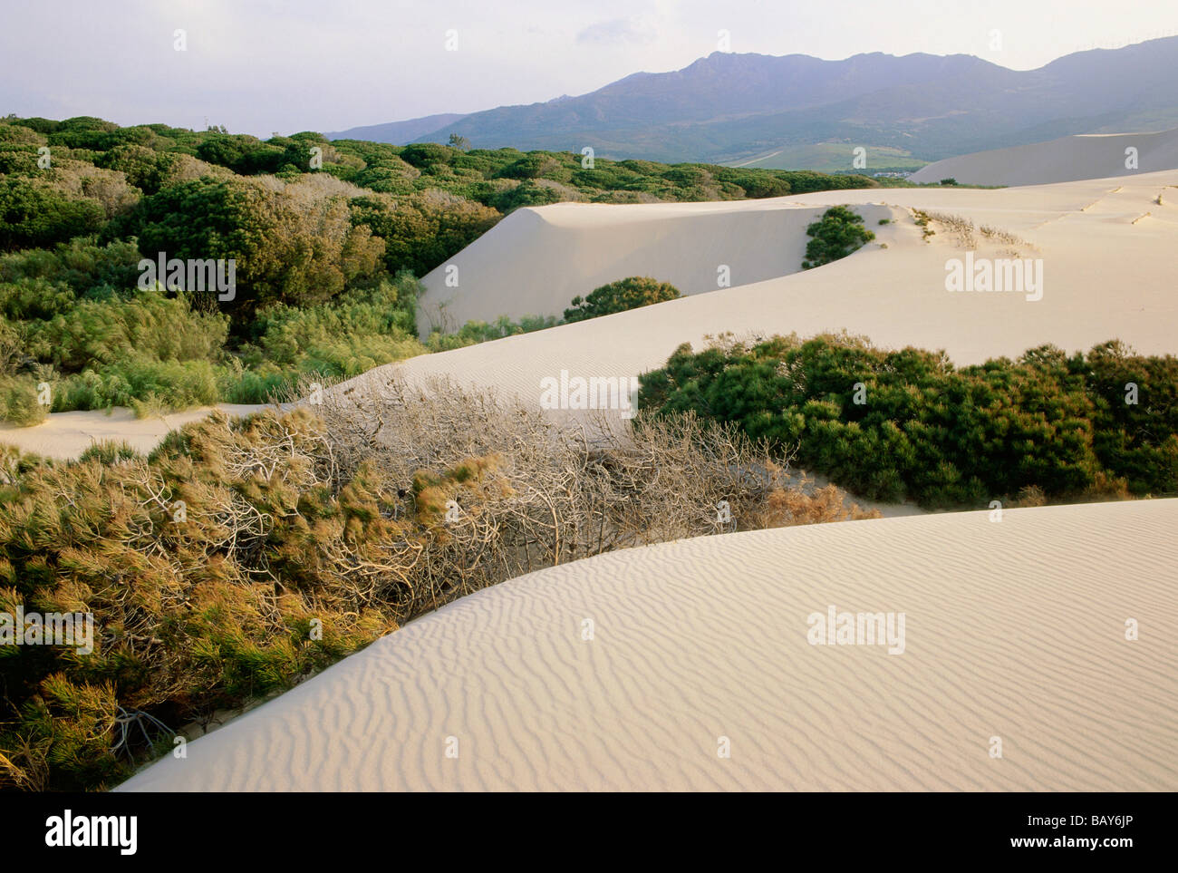 Verlagerung der Sanddüne, Punta Paloma, in der Nähe von Tarifa, Costa De La Luz, Provinz Cádiz, Andalusien, Spanien Stockfoto