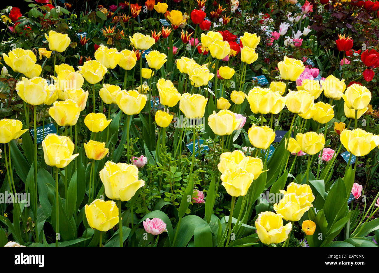 Gelbe Tulpen in eine Grenze bei Abbey House Gärten Malmesbury Wiltshire England UK Stockfoto