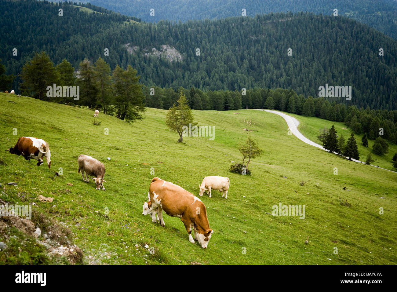 Vieh Krakelee auf Alp, Nockalmstraße im Hintergrund, Nockberge, Kärnten