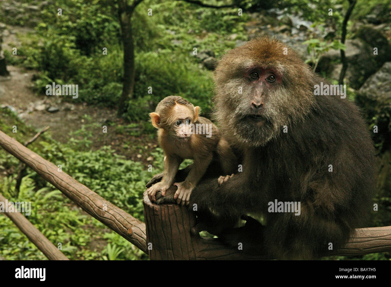 Zwei Affen auf einer Pilgerreise route, Emei Shan, Sichuan Provinz, China, Asien Stockfoto