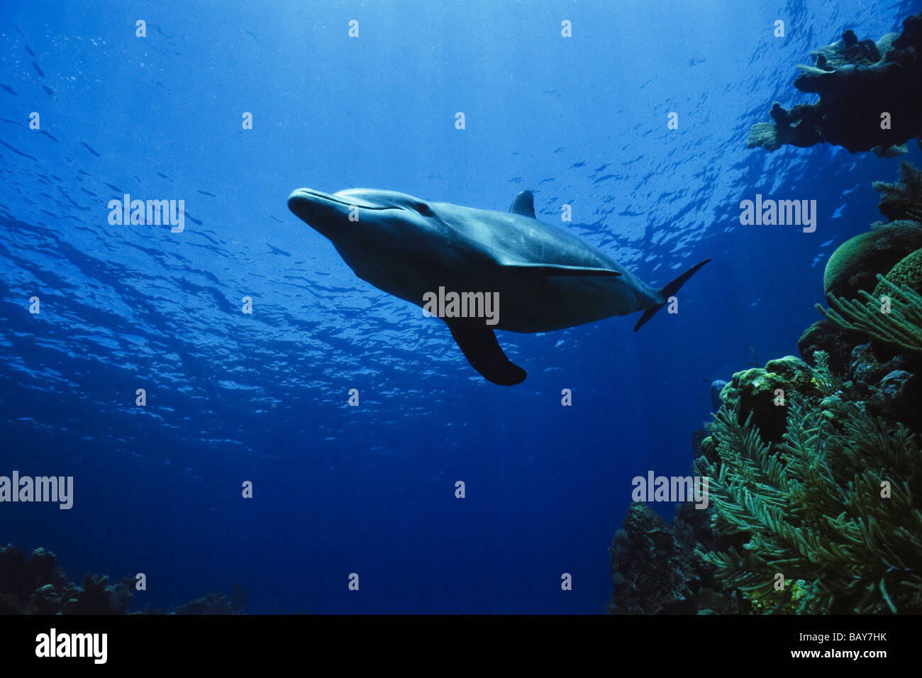 Flasche – Nosed Dolphin unter Wasser, Tursiops Truncatus, Karibik, Mittelamerika Stockfoto