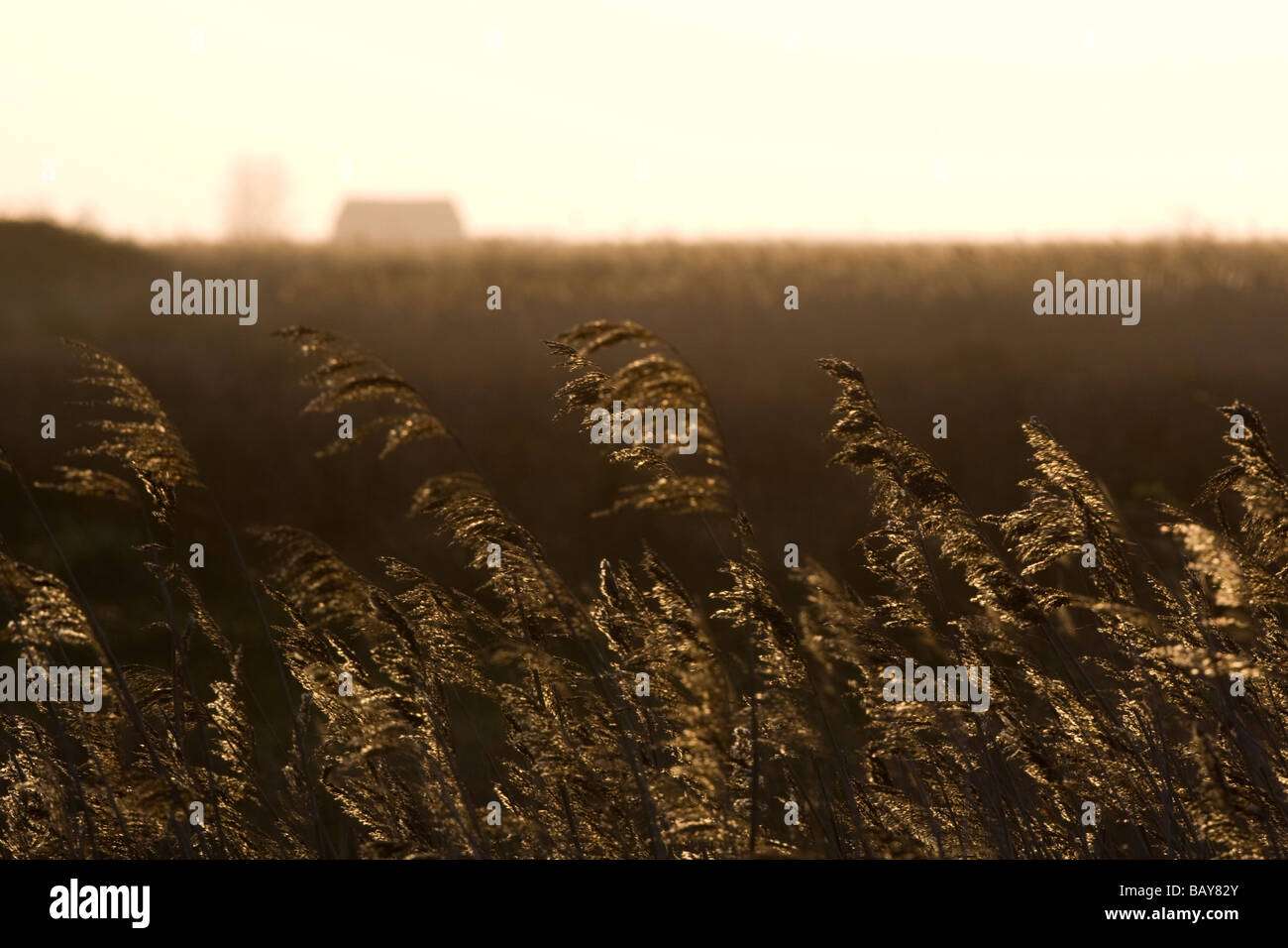 Reed Gräser in der Dämmerung mit einem Bauernhaus hinter Stockfoto