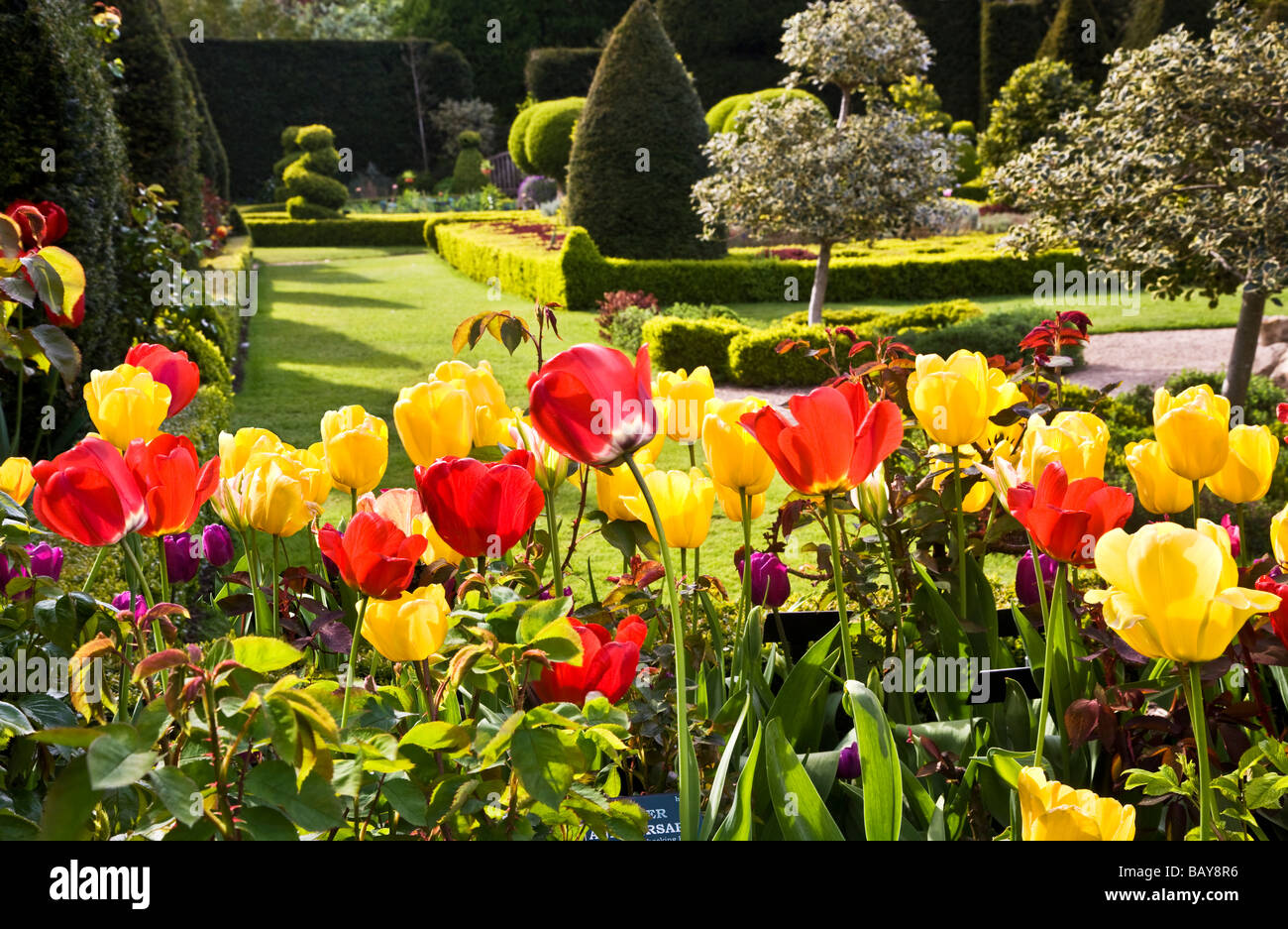 Rote und gelbe Tulpen in den Rahmen um das keltische Kreuz Knoten Garten am Abbey House Gärten Malmesbury Wiltshire England UK Stockfoto