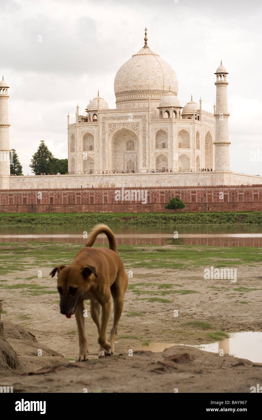 Ein Hund geht weg von der Taj Mahal durch den Fluss Jamuna (Yamuna) in Agra, Indien. Stockfoto