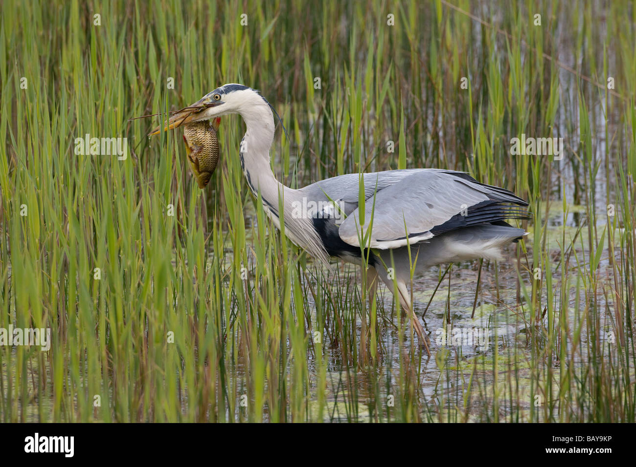 Graureiher Ardea cinerea tötet und isst Süßwasserfische Stockfoto