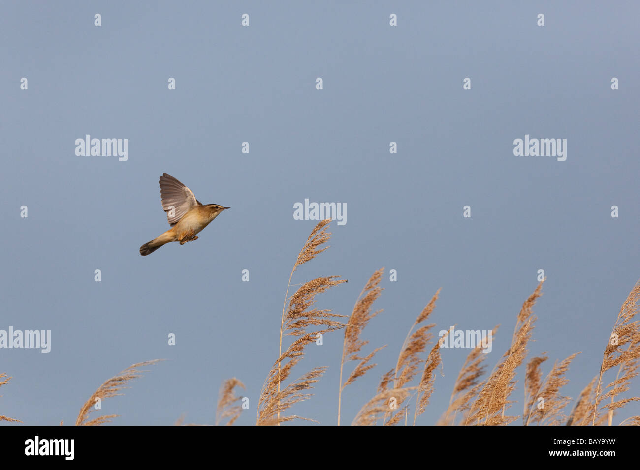 Sedge Warbler Acrocephalus Schoenobaenus Flug Stockfoto