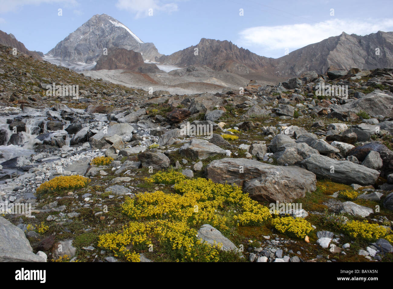 Forni Tal: Blumen & Gran Zebrú 2 Stockfoto