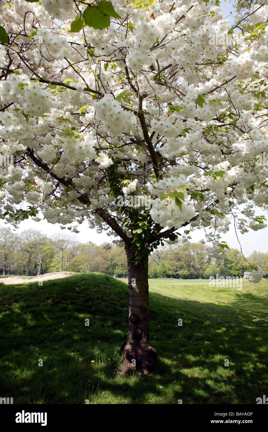 Frühling Kirschblüten am Rande des Golfplatzes in Beckenham Place Park, Lewisham Stockfoto