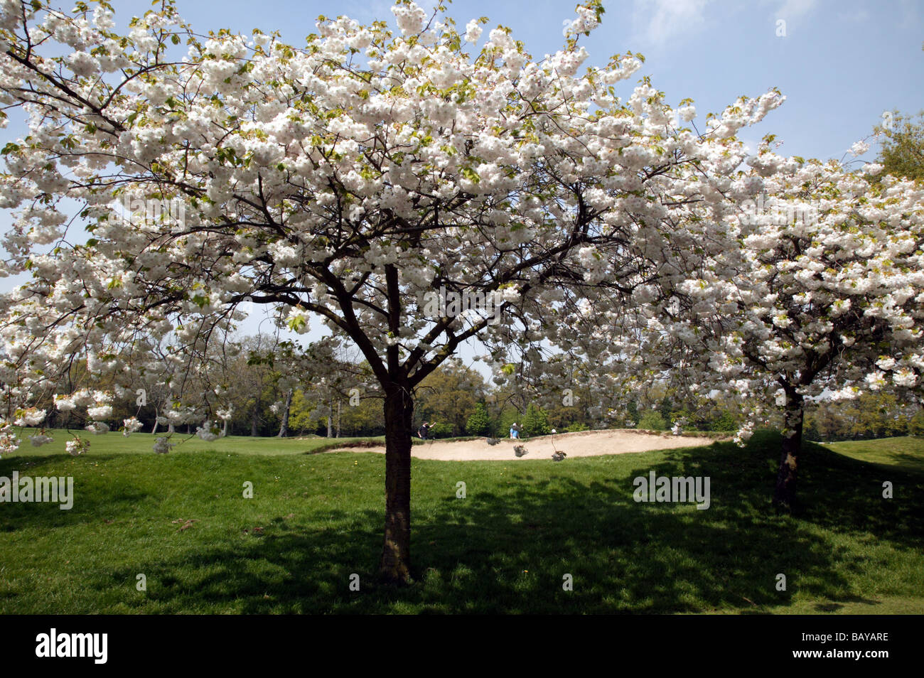 Kirschblüten am Rande des Golfplatzes in Beckenham Platz Park, Lewisham Frühling Stockfoto