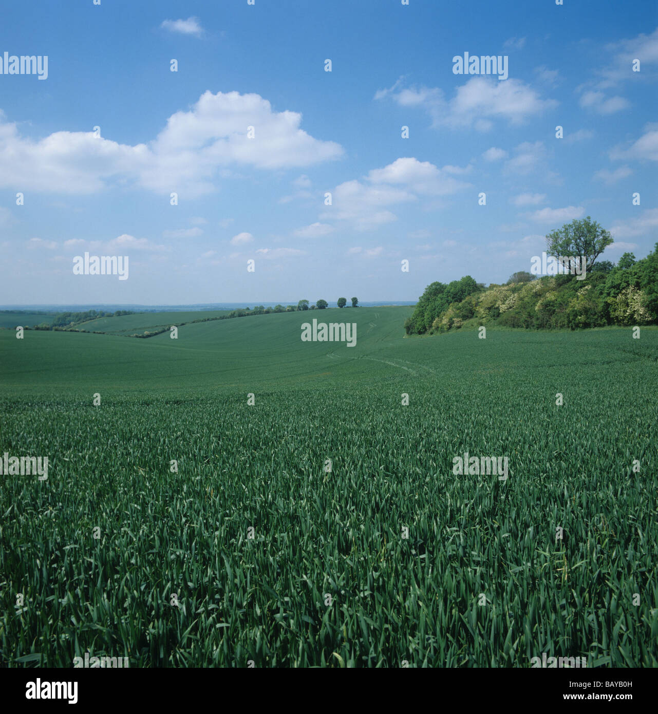 Weizenernte in Flagleaf Stadium in einem rollenden Downland-Feld auf einem feinen Sommertag Berkshire Stockfoto