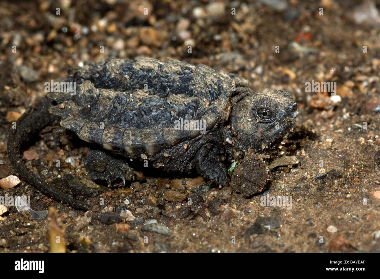 Baby Gemeinsame Schnappschildkrote Chelydra Serpentina Stockfotografie Alamy