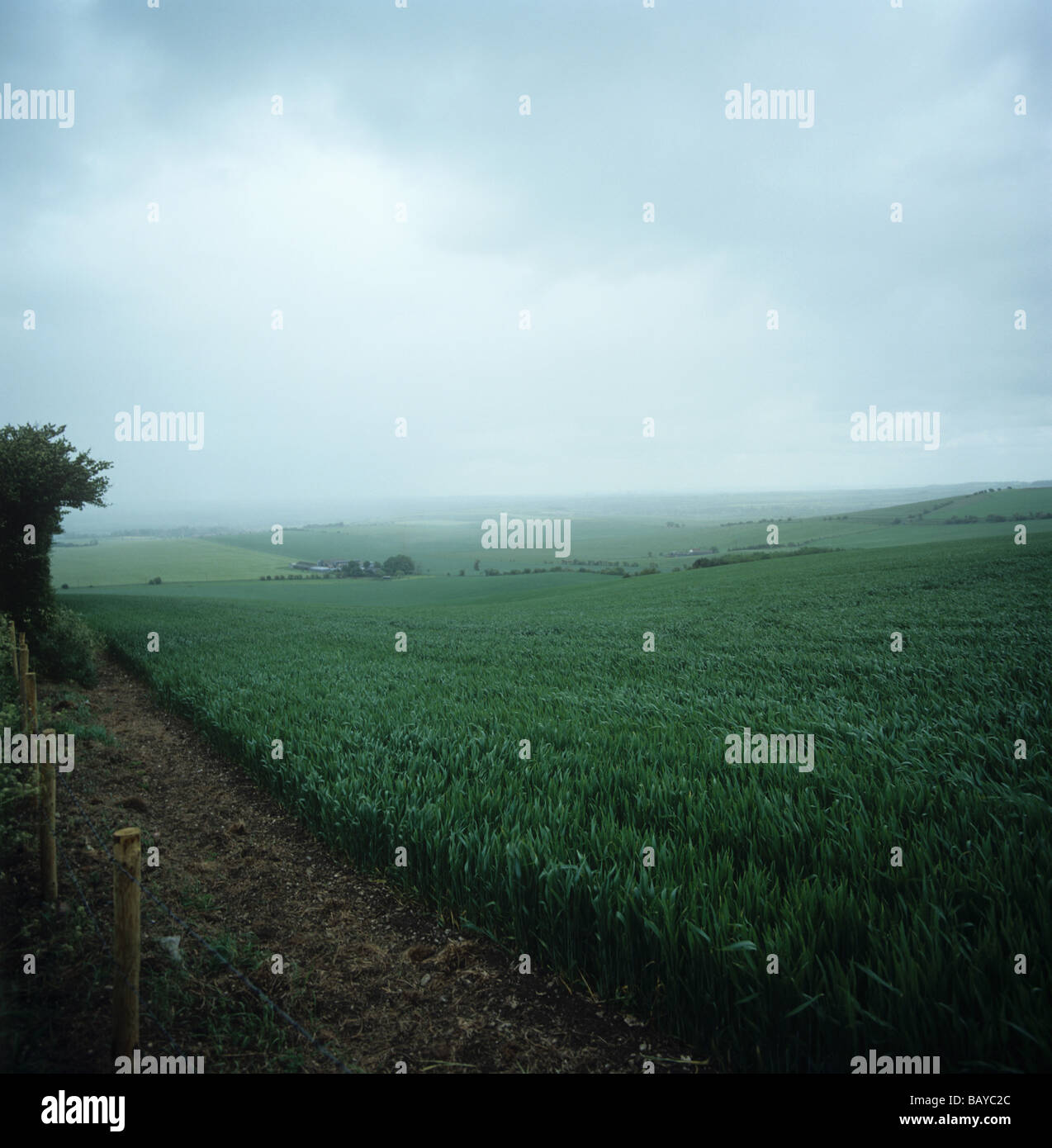 Weizenernte im Ohr an einem bewölkten und regnerischen Tag Oxfordshire Stockfoto