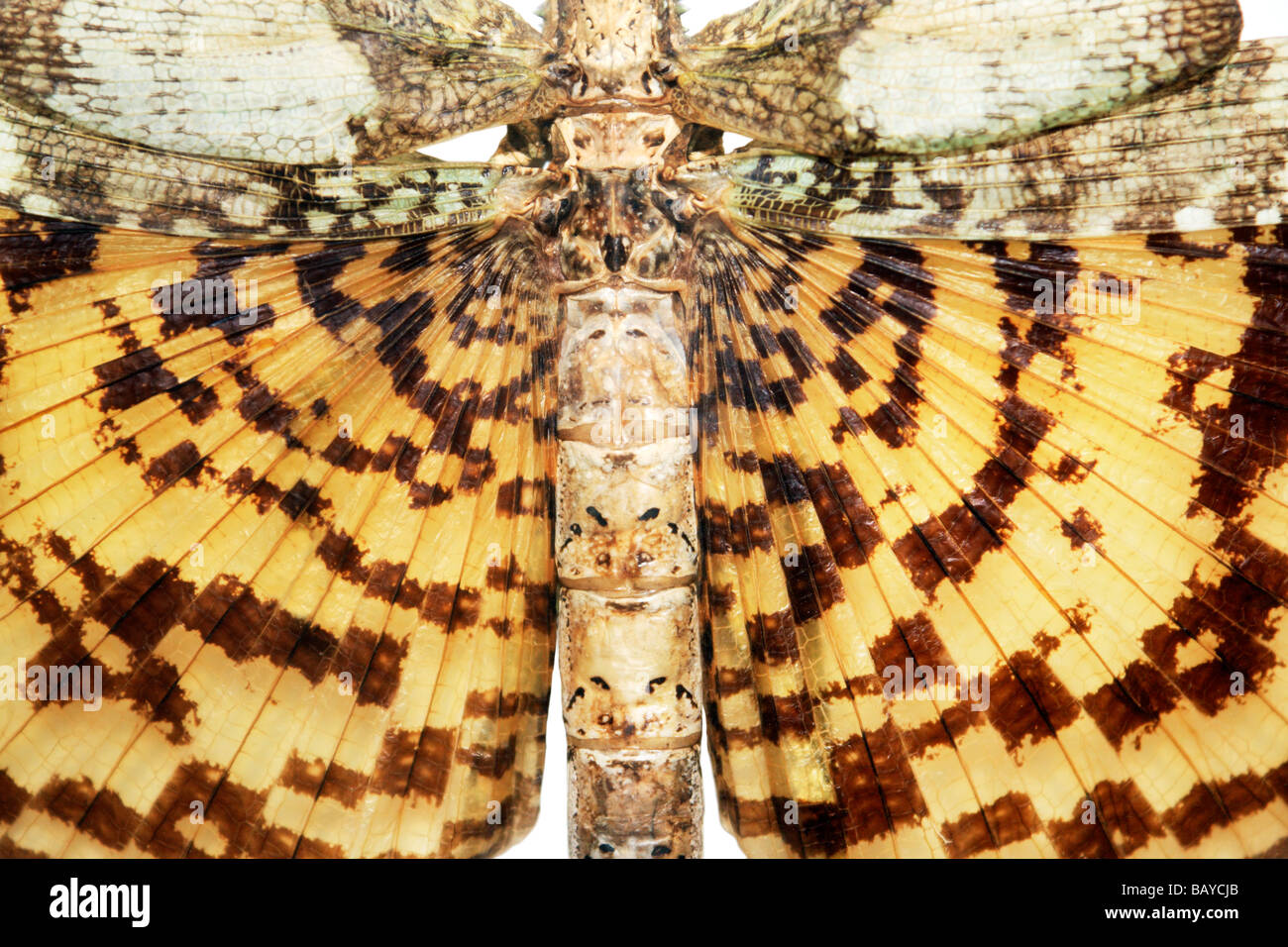 Gigantische stabförmige tropischen Insekten Nahaufnahme Stockfoto