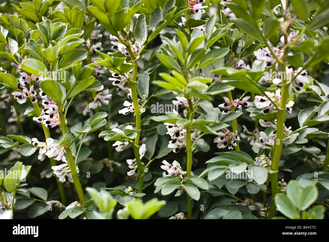 Eine Broadbean Ernte in Blume, TRIVIALNAME: Broadbean lateinischer NAME: Vicia Faba Stockfoto