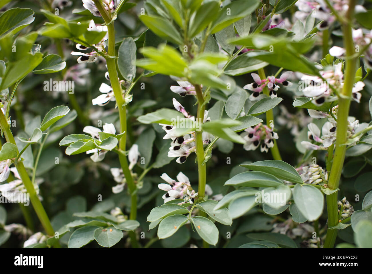 Eine Broadbean Ernte in Blume, TRIVIALNAME: Broadbean lateinischer NAME: Vicia Faba Stockfoto