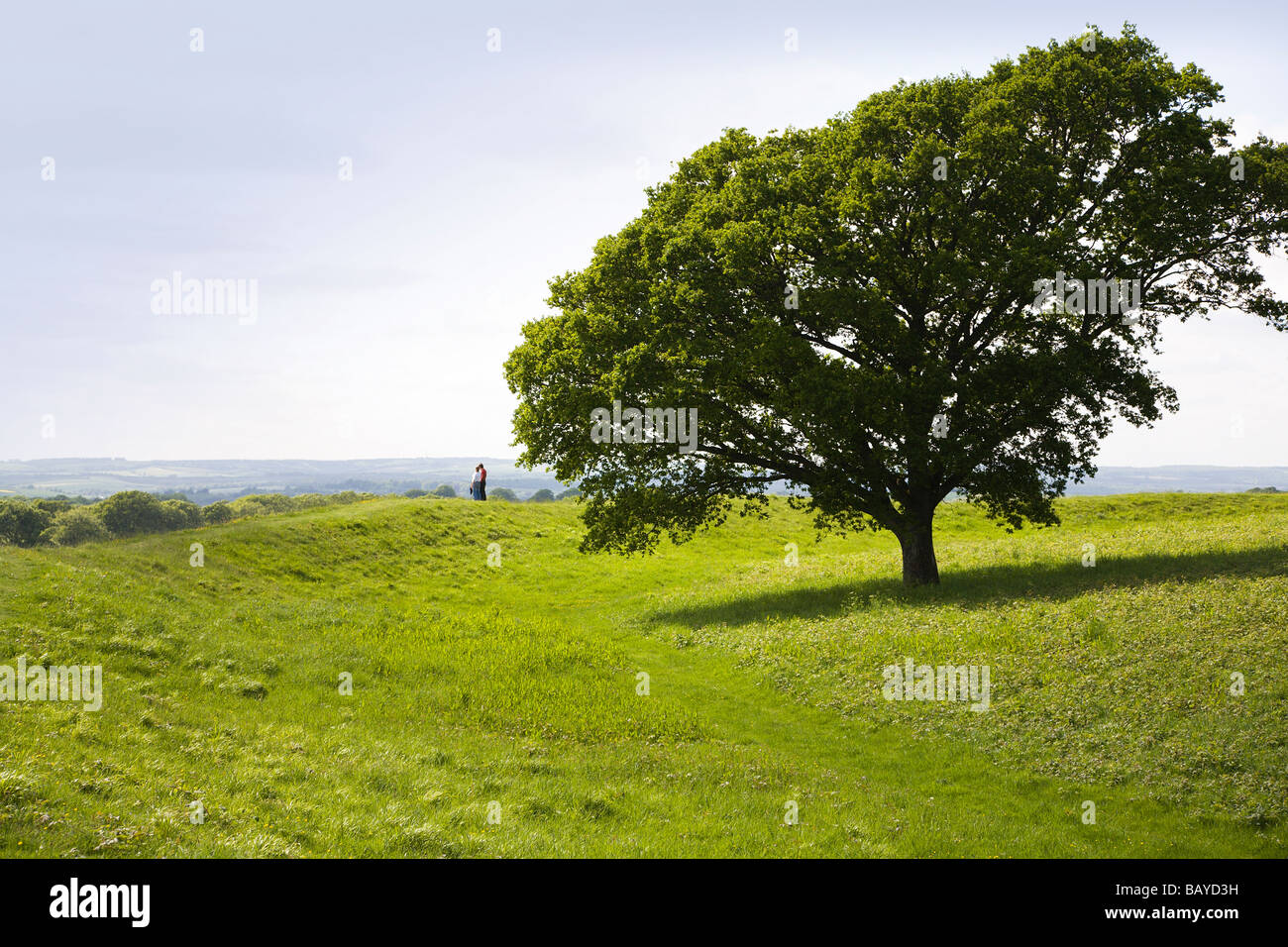 Eine Eiche auf einem Hügel mit Blick auf die Landschaft von Dorset. VEREINIGTES KÖNIGREICH.  Ein nicht identifizierbare paar steht auf dem Hügel in der Ferne. Stockfoto