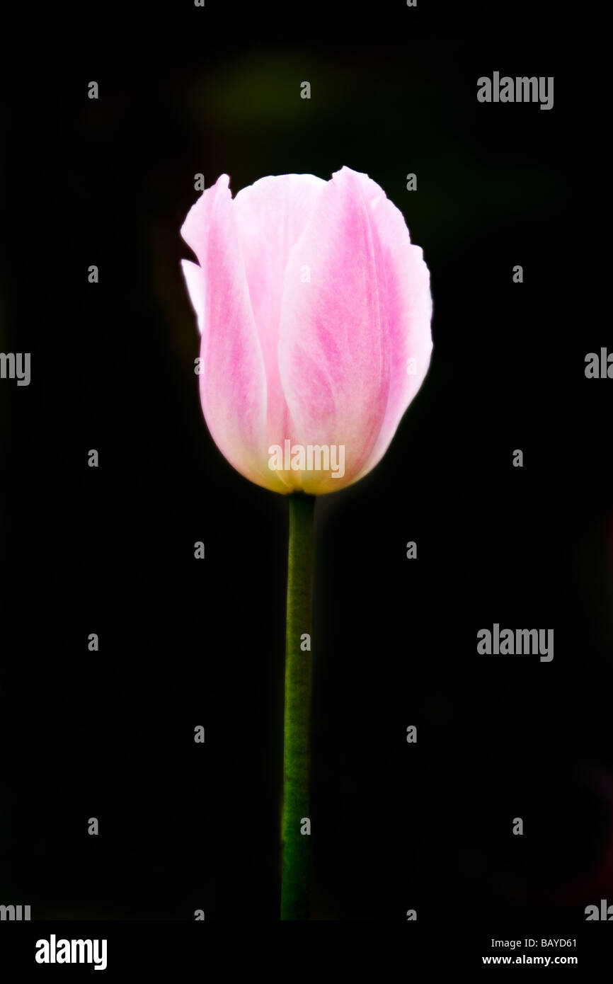 Nahaufnahme einer blass rosa Tulpe vor einem dunklen Hintergrund schwarz Stockfoto