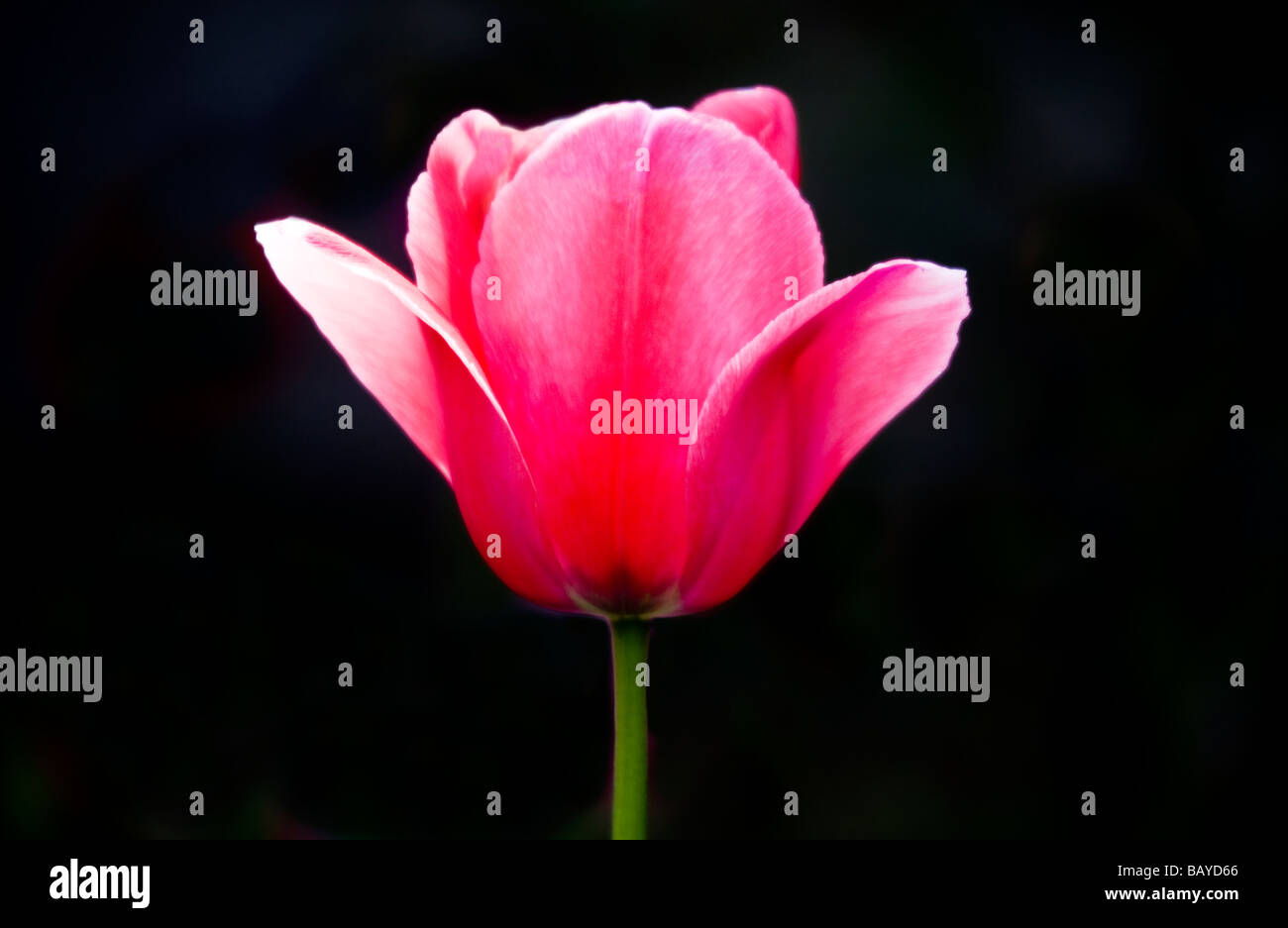 Nahaufnahme von einem einzigen rosa Tulipa vor einem dunklen Hintergrund schwarz Stockfoto