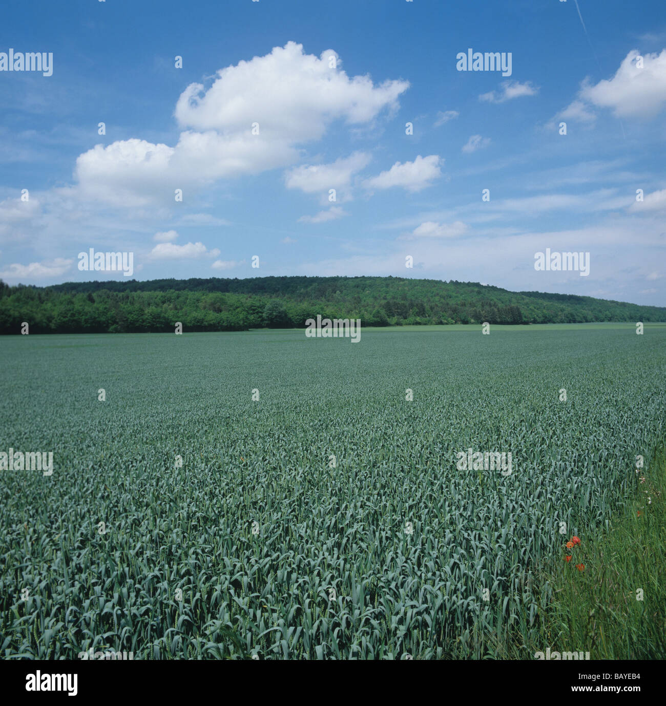Weizenernte in Flagleaf Stadium an einem feinen Sommertag Frankreich Stockfoto