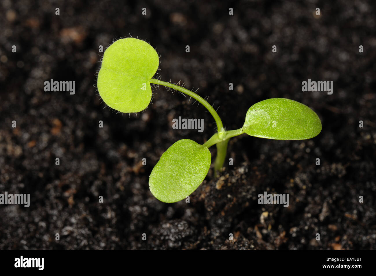 Rotklee Trifolium Pratense Sämling Pflanze Keimblätter und erste wahre Blatt Stockfoto