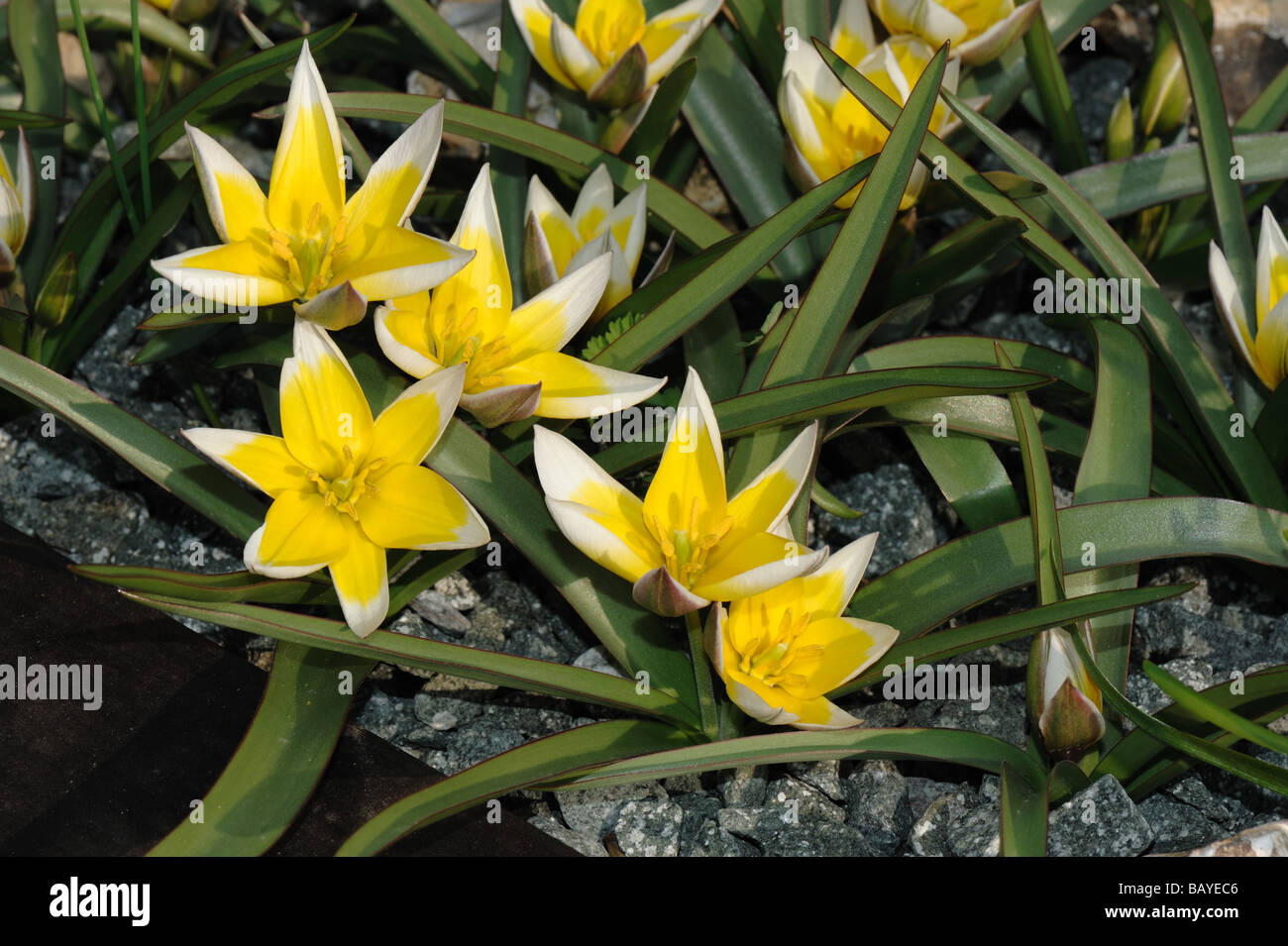 Blühende Miniatur Tulpe Tulipa tarda Stockfoto