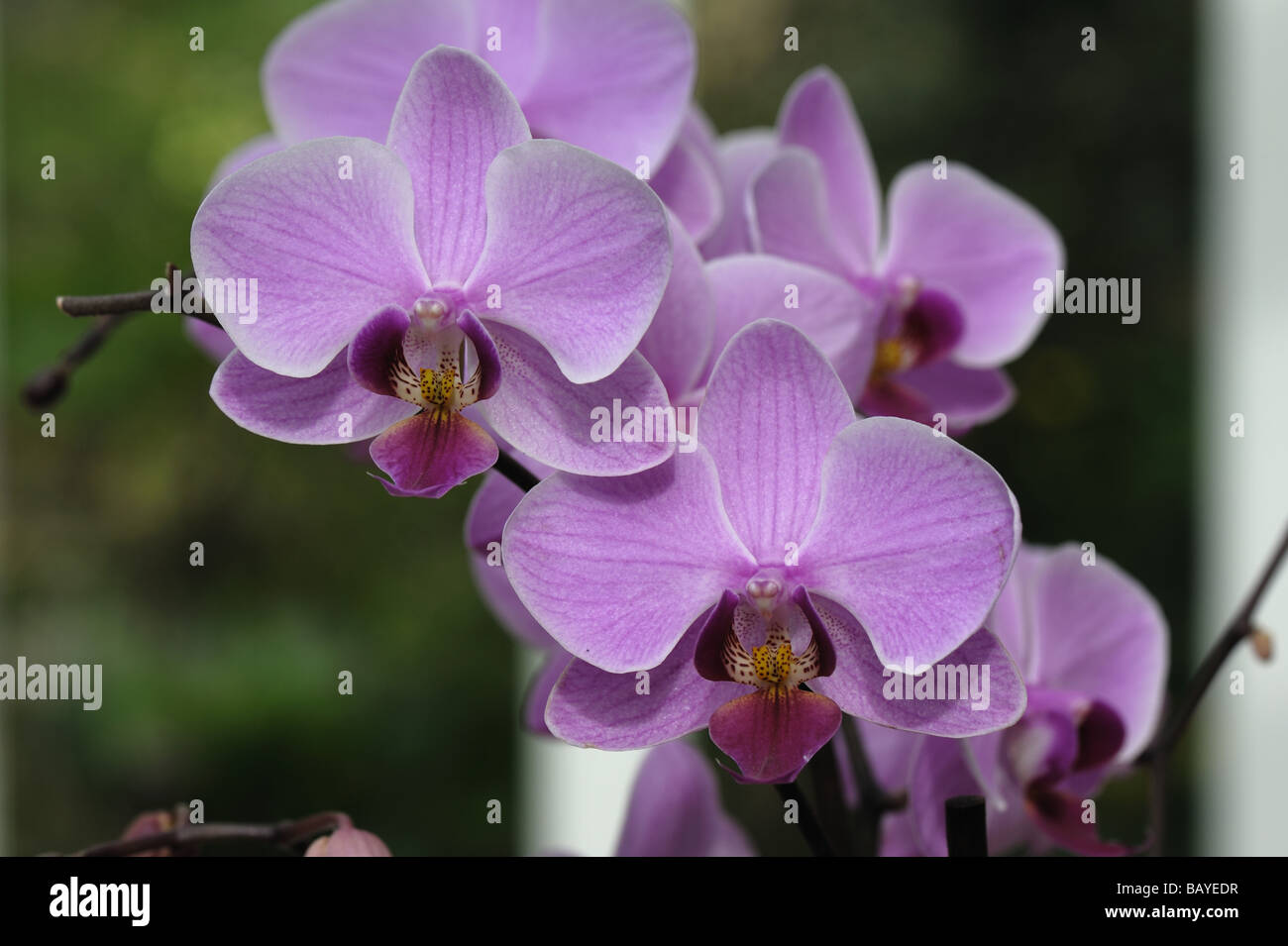 Orchidee blüht Phalaenopsis ornamentalen Pot Zimmerpflanze Stockfoto