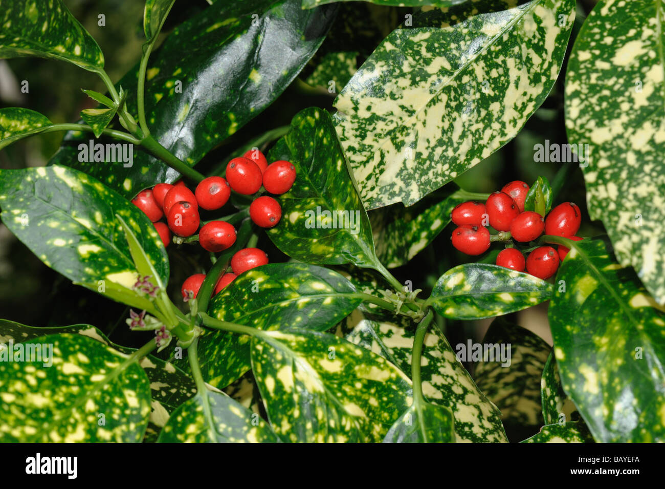 Gefleckte Lorbeer Aucuba Japonica bunte Laub und reifen roten Beeren Stockfoto