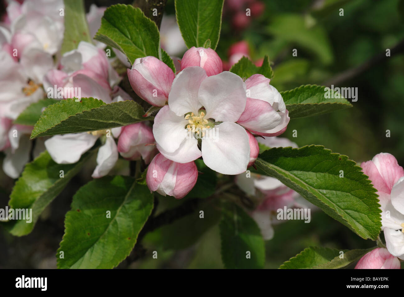 König Blume Blüte Cluster Apfelsorte Sonnenuntergang öffnen Stockfoto