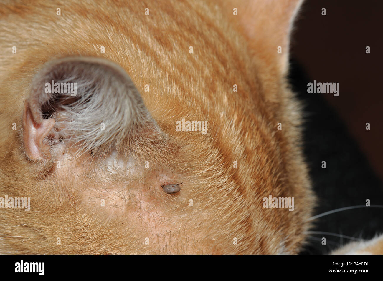 Schaf Zecke Ixodes Ricinus nicht vollständig erweitert, sondern an eine junge Katze befestigt Stockfoto