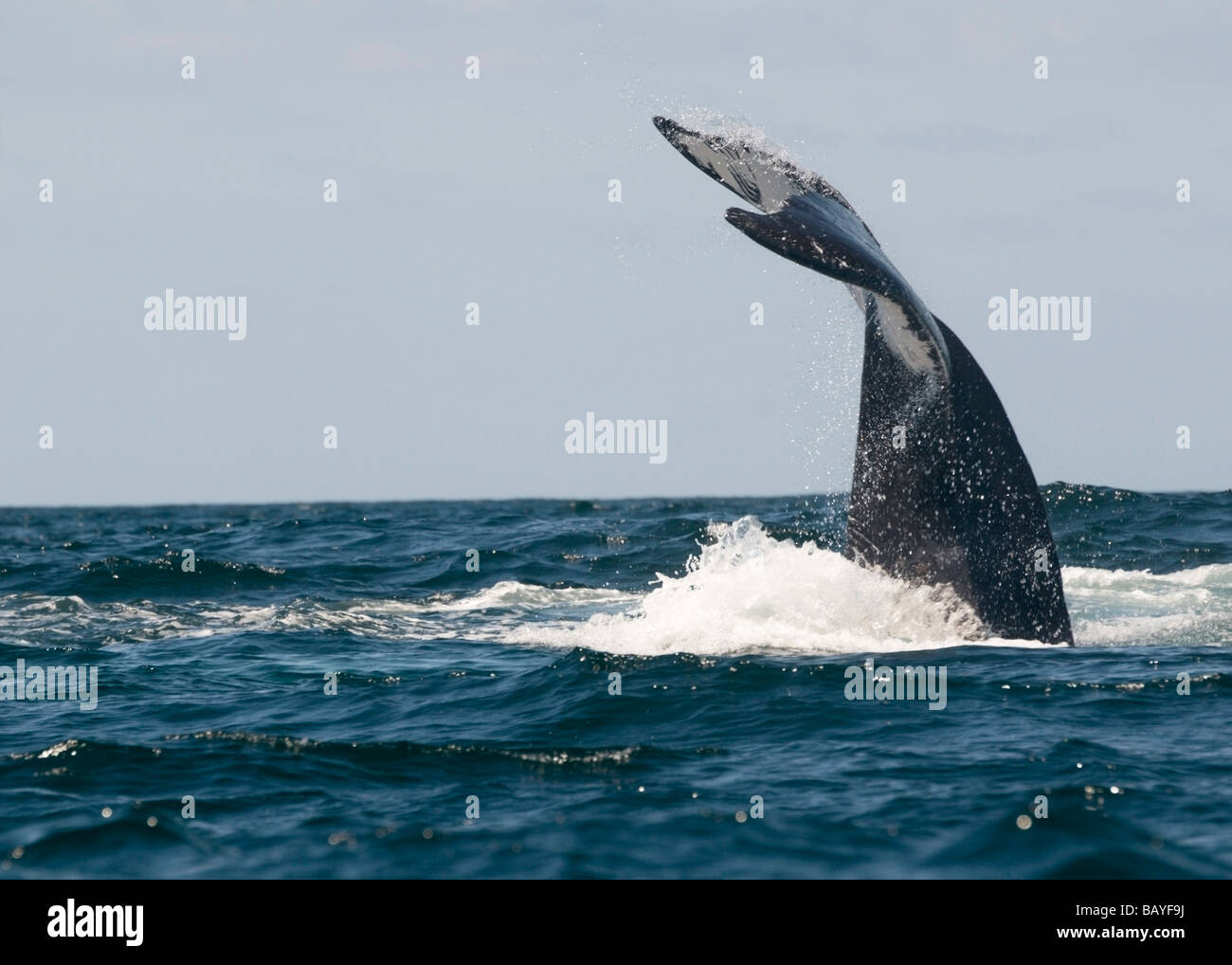 Die Fluke eines Buckelwal in Banderas Bay, Mexiko. Stockfoto