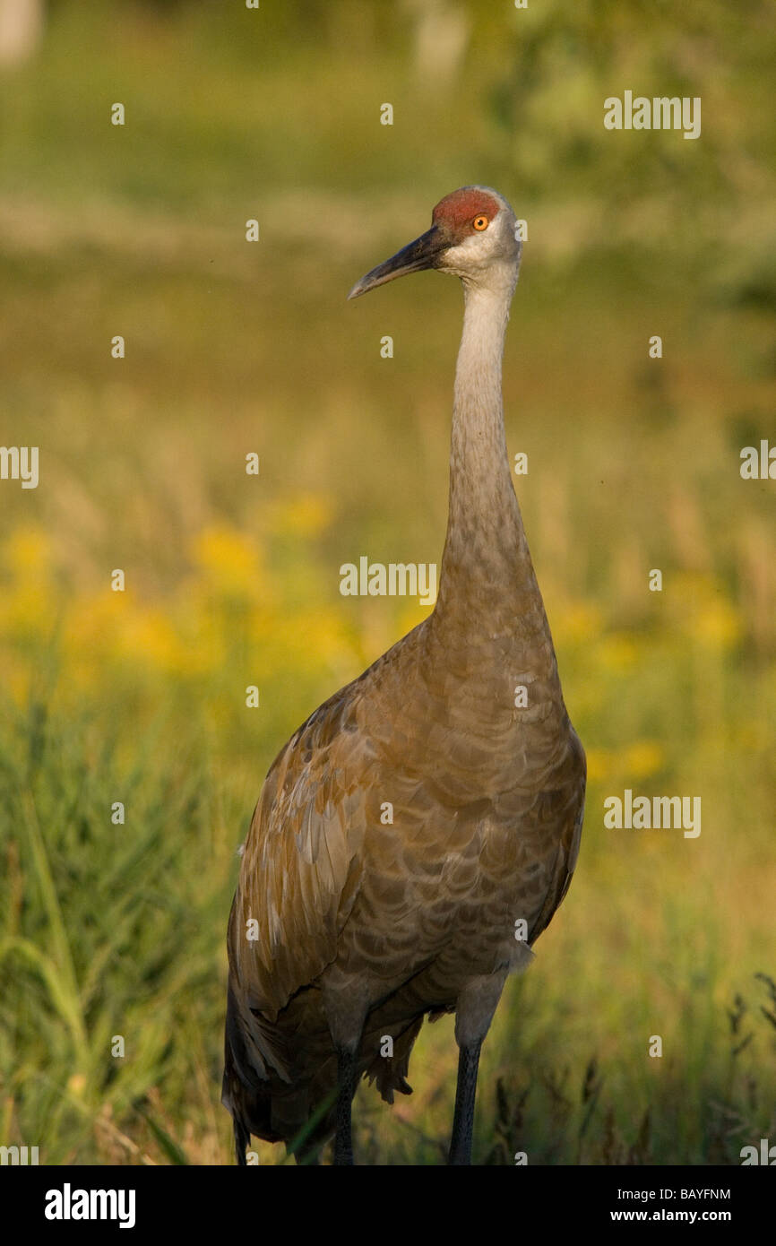 Sandhill Kran Stockfoto