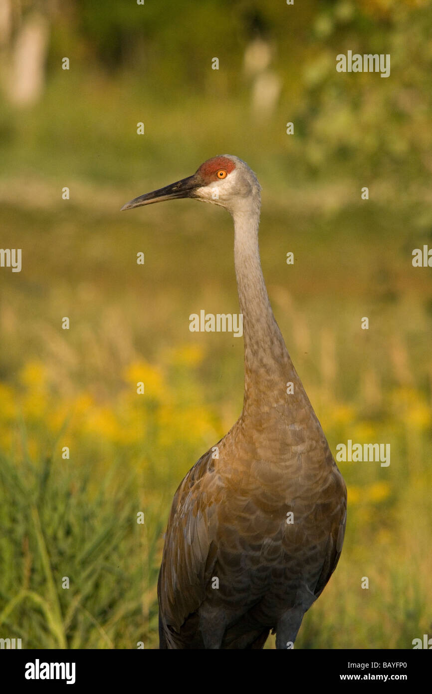 Sandhill Kran Stockfoto