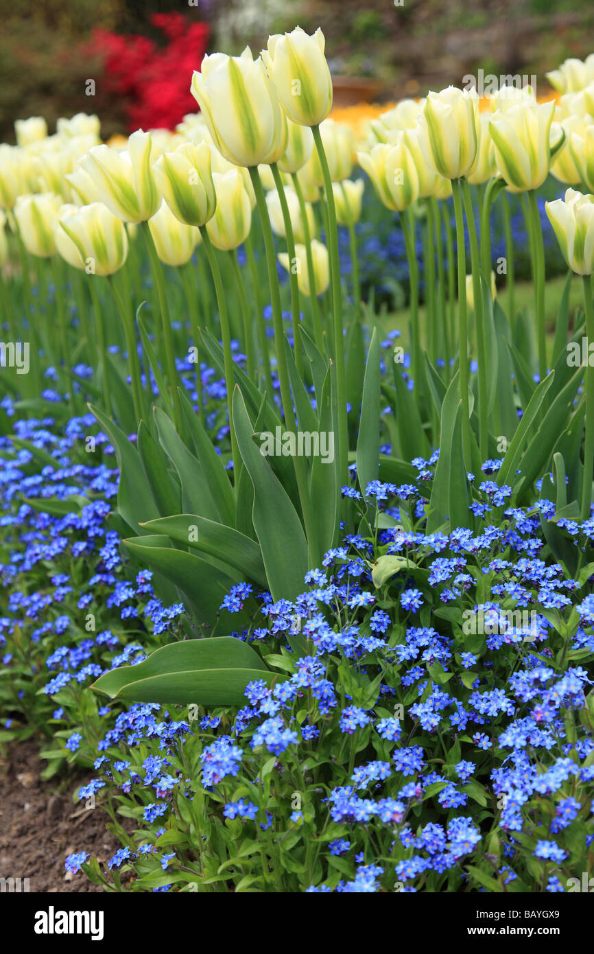 Nahaufnahme einer farbenfrohen Ausstellung von frühlingshaften Tulpen - Tulpen und blauen Vergissmeinnicken, die in einer Frühlingsgartengrenze blühen, England, Großbritannien Stockfoto