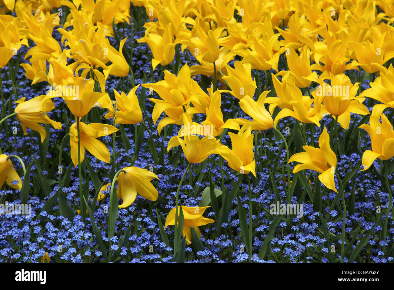Helle Nahaufnahme eines Bettes aus gelben Tulpen und blauer Vergissmeinnicht-Blüte in einer Frühlingsgartengrenze in England, Großbritannien. April. Stockfoto