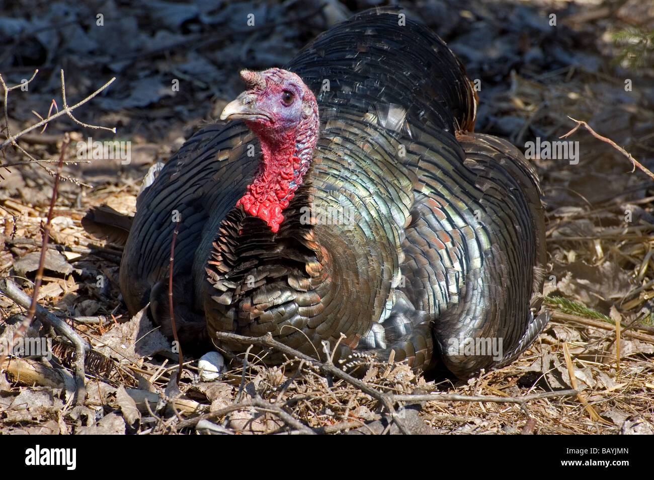 Ein ruhenden wilder Truthahn Stockfoto