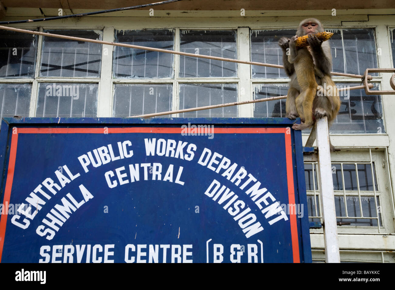 Zeichen für die zentrale Tiefbau Bau in Shimla und ein Affe Makaken (Rhesus). Himachal Pradesh. Indien. Stockfoto