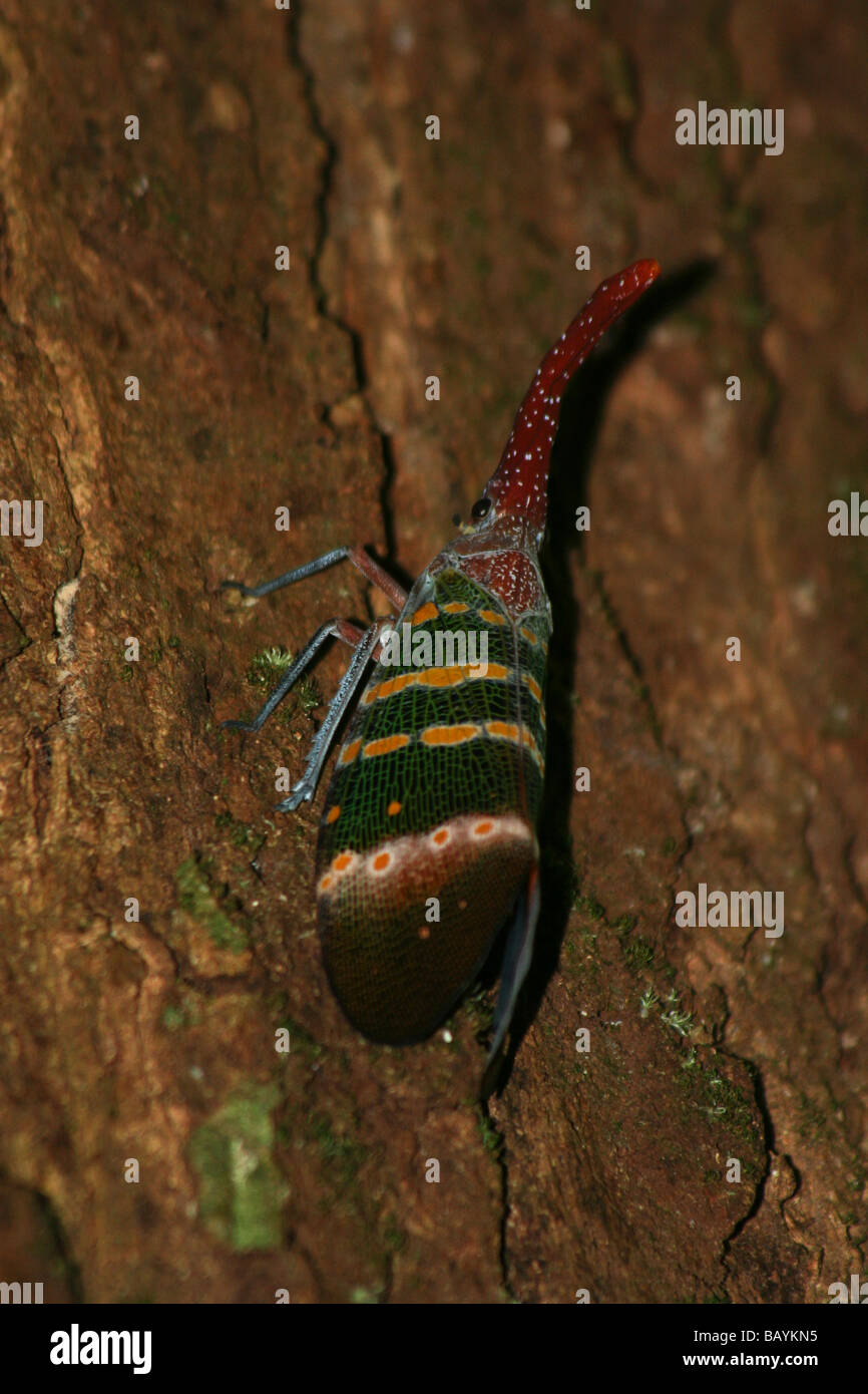 Laterne Bug, Thailand Stockfoto