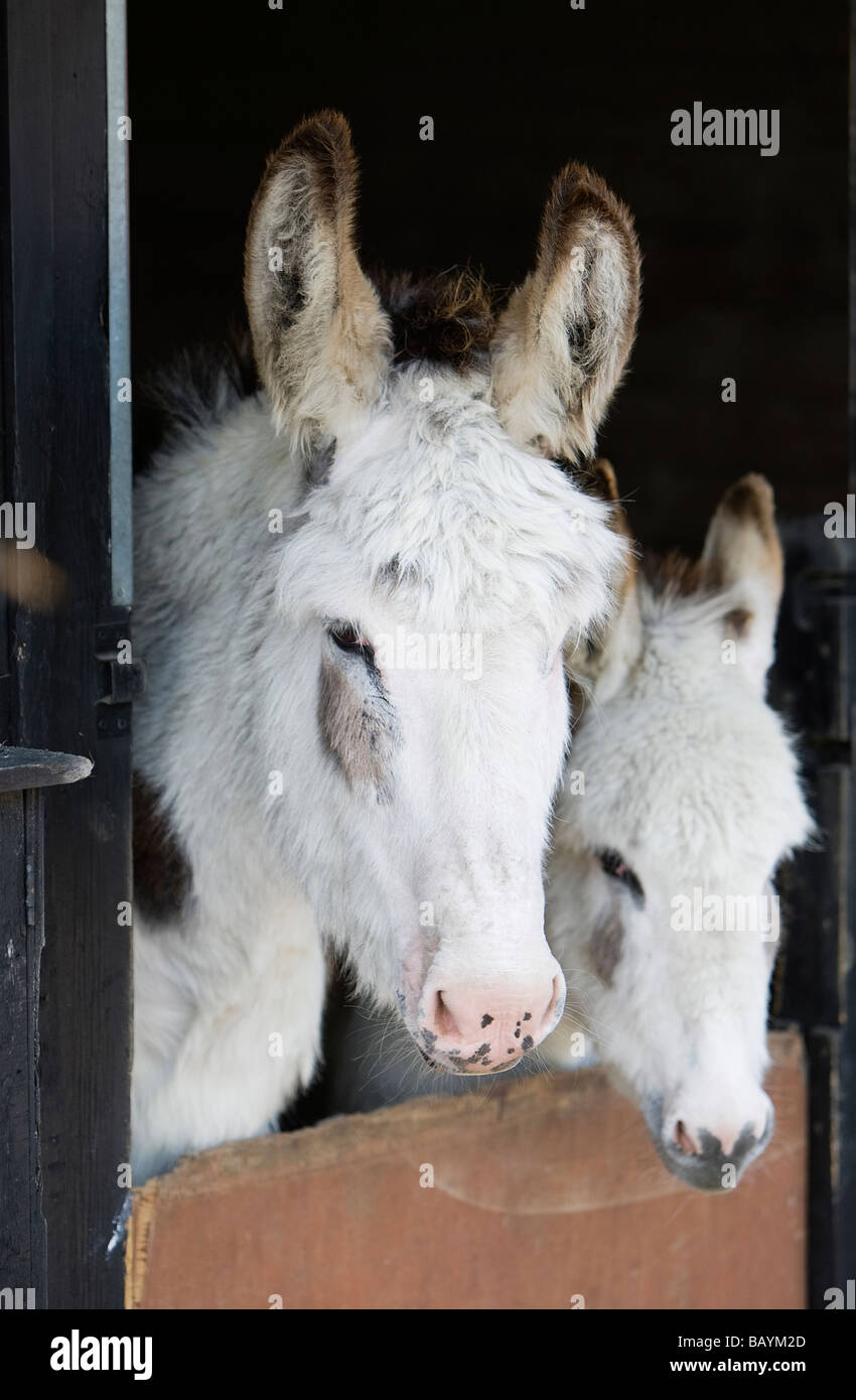 weiße Esel Rettung Rspca Nächstenliebe Bauernhof gerettet Esel Ruhezeiten für Pferde Buckinghamshire passen gut gesund Stockfoto