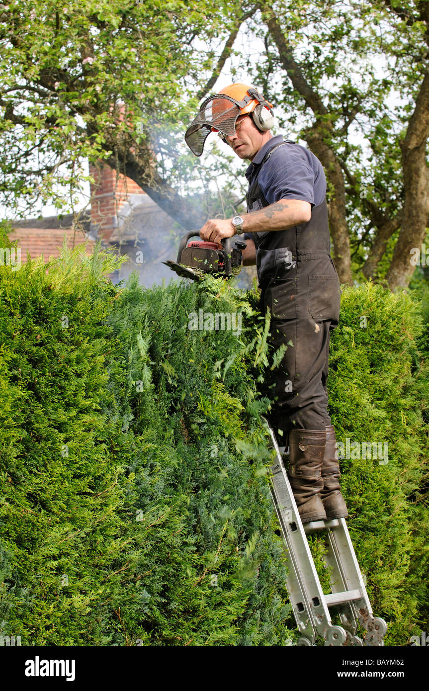 Gärtner schneiden eine Leylandii Hecke von einer Leiter und mit Benzin