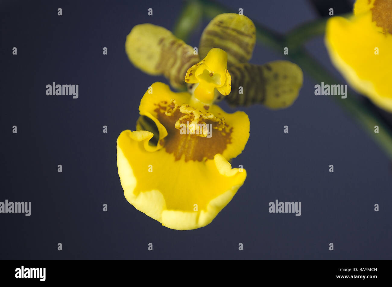 Nahaufnahme von einer wunderbaren orchidee Stockfoto