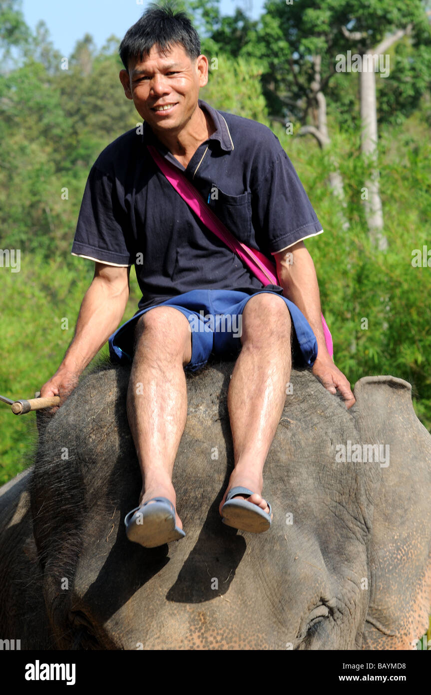 Elefanten im Maeram Stammes-Dorf Chiangmai Thailand Stockfoto