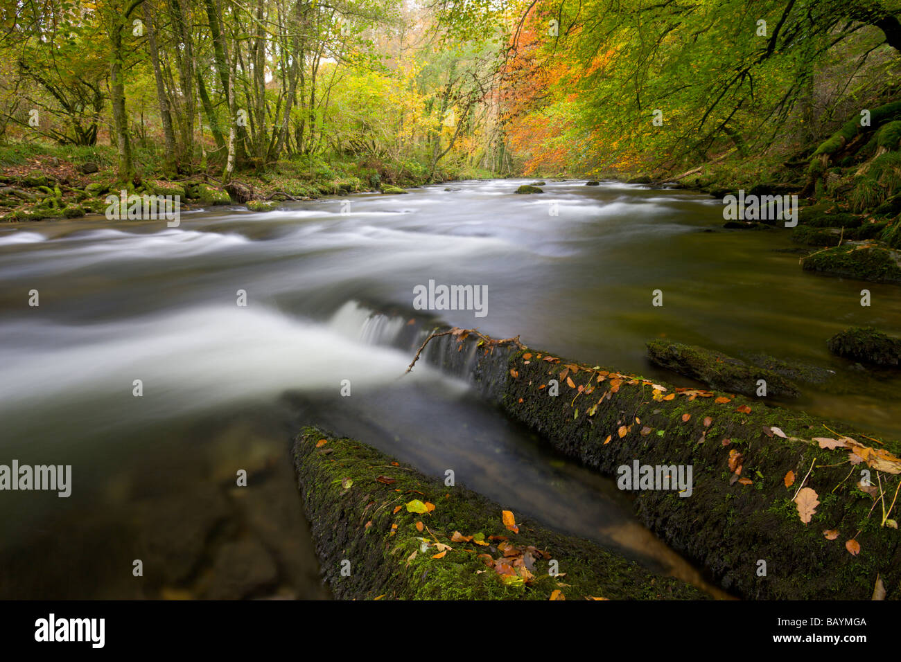 Fluß Barle und goldene Herbstlaub, Knaplock Wood, Exmoor National Park Stockfoto