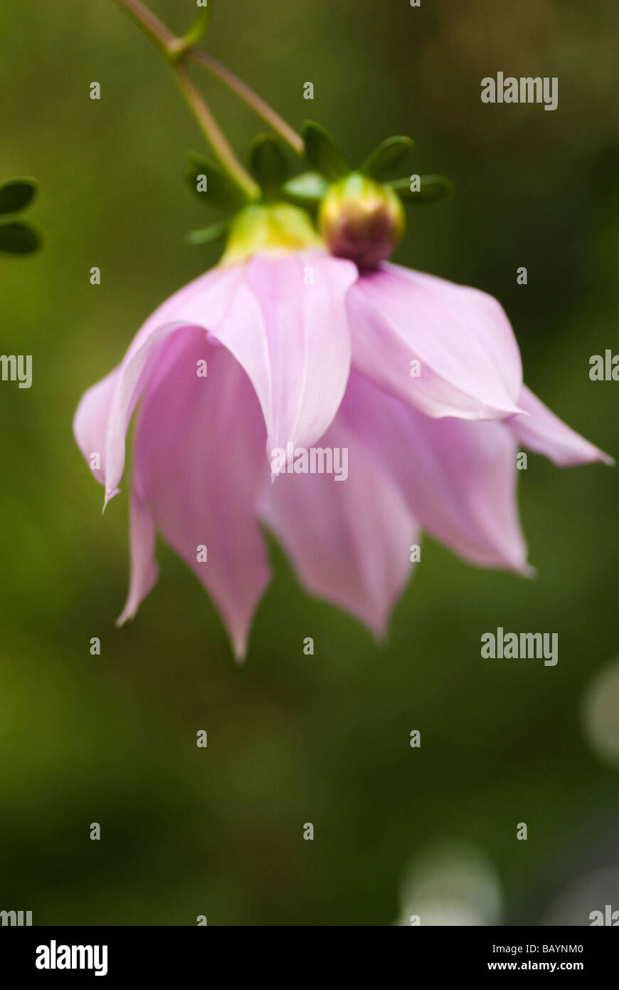rosa Baum Dahlie Dahlia imperialis Stockfoto