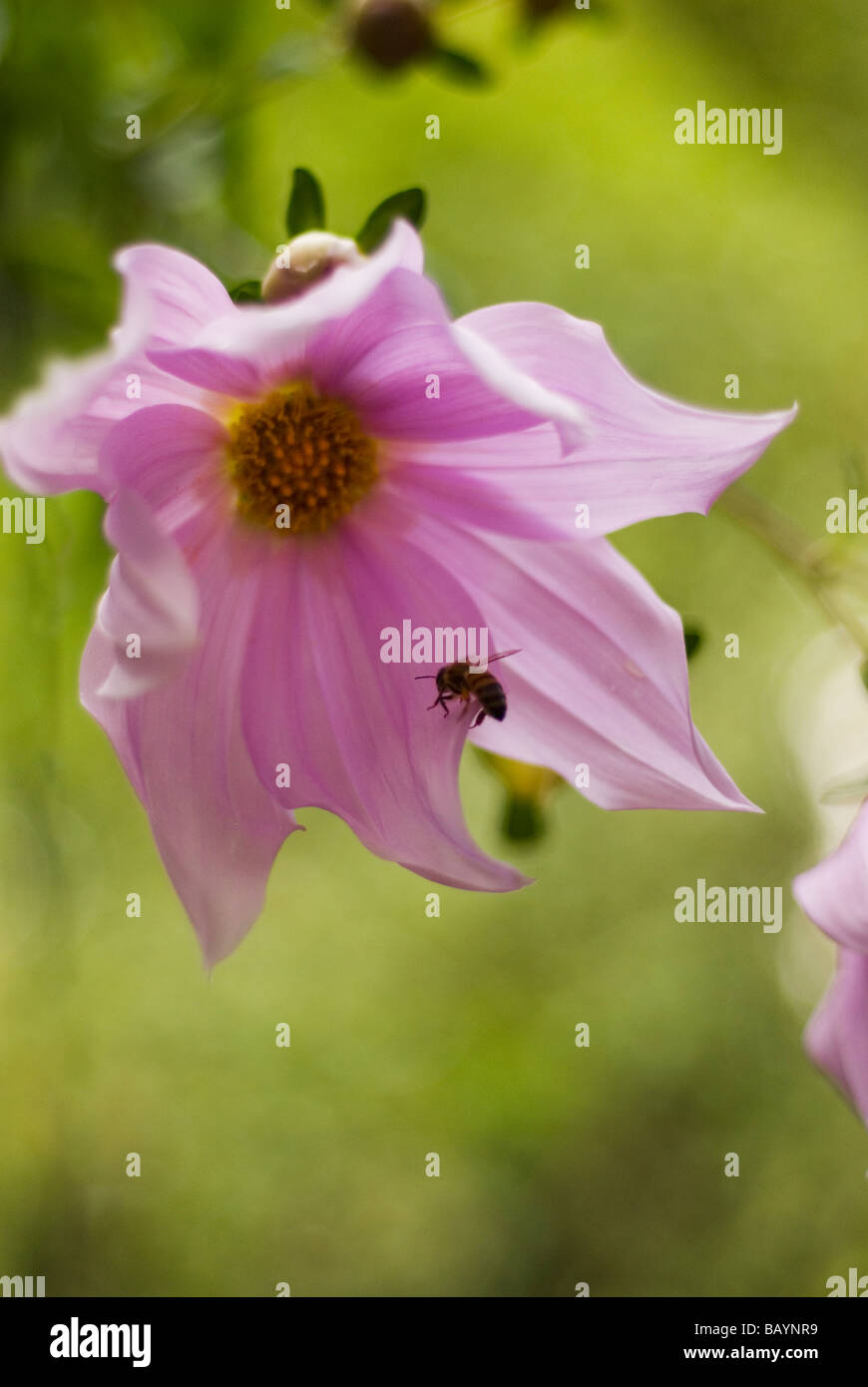 rosa Baum Dahlie Dahlia imperialis Stockfoto