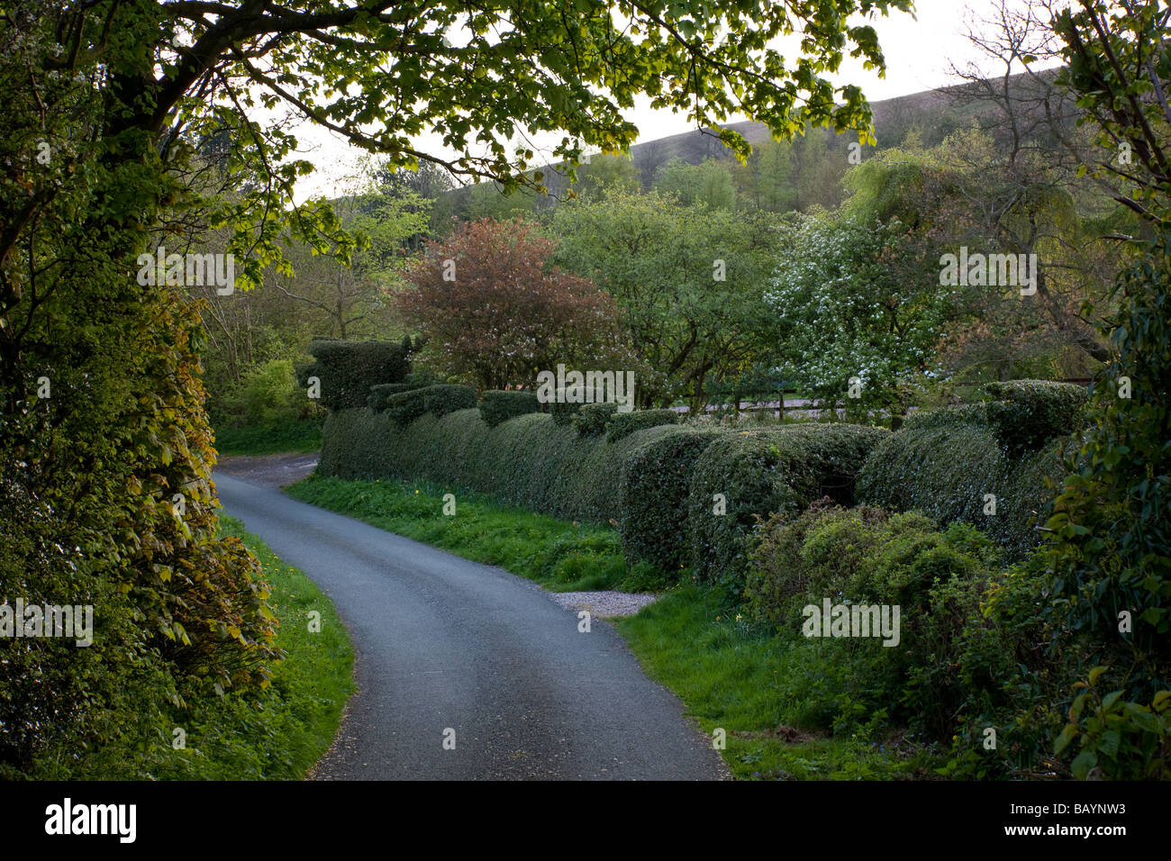 Formschnitt Schweine entlang Roagdon Lane, Kirche Stretton, Shropshire, England Stockfoto