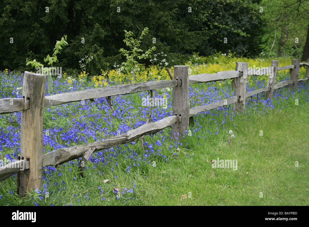 Glockenblumen wachsen in das Waldgebiet von Kew Gardens Stockfoto