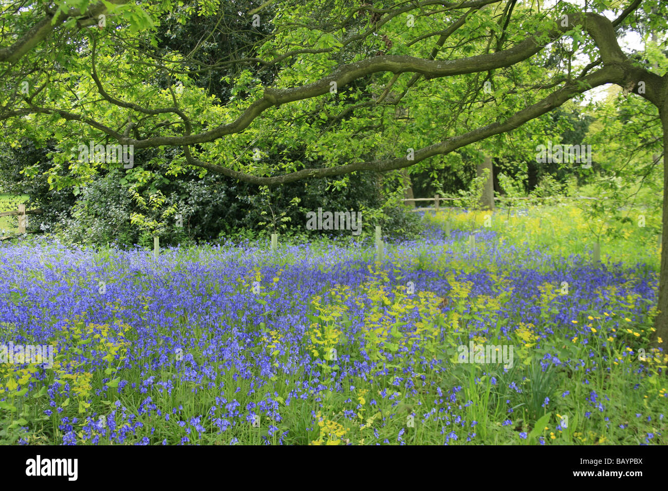 Glockenblumen wachsen in das Waldgebiet von Kew Gardens Stockfoto
